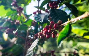 Robusta tiếp tục tăng cao trong khi arabica chững lại - Ảnh 5.