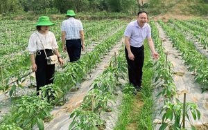 Nhân rộng mô hình kinh tế trong đồng bào dân tộc thiểu số ở Kim Bôi