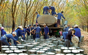 Thua kiện, Tập đoàn Cao su Việt Nam (GVR) phải trả hơn 140 tỷ đồng cho 1 công ty thủy điện