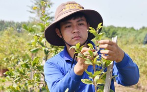 Mai giảo chưng tết là giống mai gì mà nơi này của An Giang, có hộ lên chậu 3.000 cây bán hết sạch?