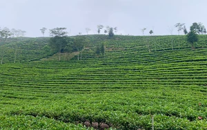 Nông dân Mường Khương (Lào Cai) thu hái chè xuân