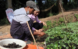 Nhà nuôi ốc đặc sản, hộ nuôi bò, nông dân Đắk Lắk thoát nghèo nhờ vay vốn Ngân hàng Chính sách xã hội