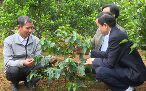 Cùng hội viên nông dân phát triển kinh tế nông nghiệp bền vững