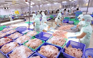 KQKD quý I/2024: Một doanh nghiệp thủy sản báo lãi tăng 20%, dư nợ tài chính hơn 764 tỷ đồng