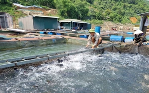 Cá to bự quẩy nước ầm ầm trong lồng bè, dân lòng hồ Hòa Bình đang chống nóng cho đàn cá kiểu gì?