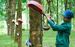 KQKD quý I/2024: Cao su Việt Nam (GVR) báo lãi tăng 18%, có hơn 14.000 tỷ đồng tiền gửi ngân hàng