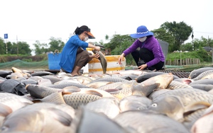 Lai Châu: Nuôi cá lồng trên lòng hồ thủy điện, nông dân Than Uyên khấm khá - Ảnh 6.