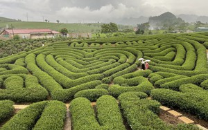 Sôi động Tuần lễ du lịch văn hóa trên cao nguyên Mộc Châu - Ảnh 2.