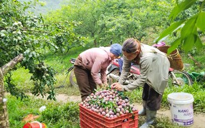 Mê mẩn mùa hoa mận nở sớm trên cao nguyên Mộc Châu- Ảnh 10.