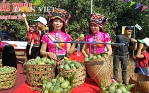 Một loại xoài ngon nổi tiếng đất Yên Châu của Sơn La đang tiêu thụ mạnh tại siêu thị Hà Nội