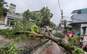 Mái nhà tốc, cột điện đổ, cây bật gốc...khi giông lốc quét qua địa bàn Lào Cai