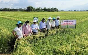 Quảng Nam: Doanh thu bình quân của mỗi hợp tác xã đạt hơn 3 tỷ đồng/năm- Ảnh 7.