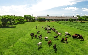 Hệ sinh thái “Net Zero” đã vượt ra ngoài những trang trại xanh của Vinamilk