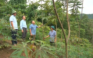 Tìm hướng thoát nghèo cho đồng bào dân tộc trên đất Phổng Lập