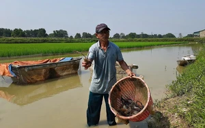 Đây là các cây trồng, vật nuôi đang mang nhiều tiền hơn về cho nông dân Nghĩa Lộ của Yên Bái - Ảnh 6.