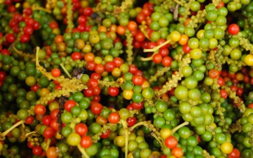 Giá tiêu tiếp tục lên đỉnh cao chưa từng thấy, bỏ xa ngưỡng 150.000 đồng/kg