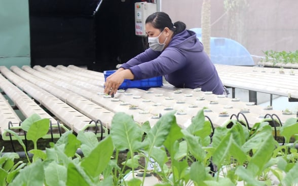 Giải quyết nhu cầu thực phẩm tại chỗ cho cư dân ở TP.HCM bằng nông nghiệp đô thị