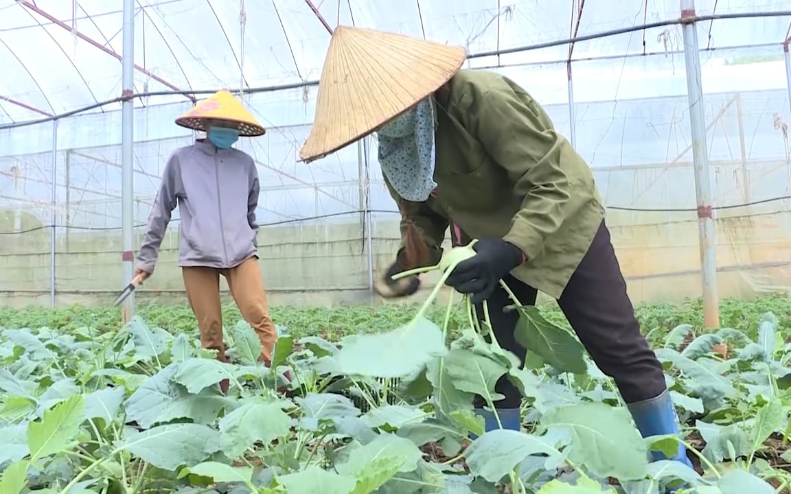Trồng rau VietGAP kiểu gì mà bán vào siêu thị, nông dân Sơn La tự trả lương cao cho chính mình?