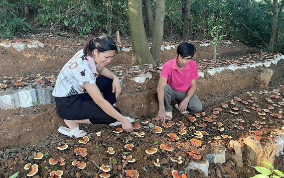 Loại nấm quý hiếm ở rừng nguyên sinh, nông dân Vĩnh Phúc thử trồng trong lán trại, ngờ đâu lãi to