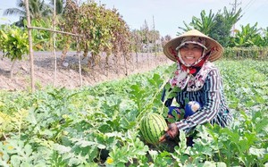 Đây là kiểu trồng cây, nuôi con mới ở Bạc Liêu, nông dân chuyển đổi thành công, thu nhập tốt hơn hẳn