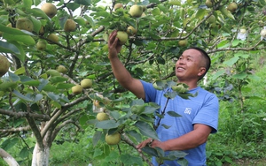 Vườn trồng thứ cây thấp tè đã ra trái treo la liệt, anh nông dân Lào Cai hễ nói bán là hết veo