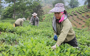 Gỡ khó trong xây dựng nông thôn mới ở xã vùng cao Lào Cai - Ảnh 6.