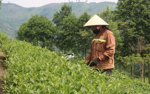 Cây chè giúp nông dân Lào Cai nâng cao thu nhập