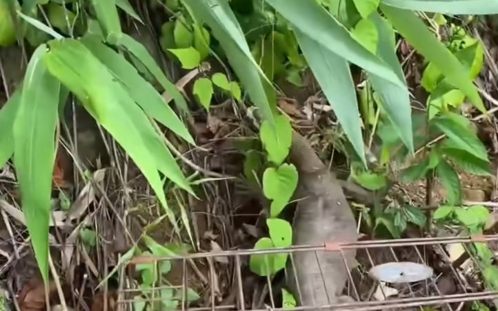 Kỳ đà vân, con động vật hoang dã quý hiếm người dân Huế giao nộp đã được thả về Vườn Quốc gia Bạch Mã