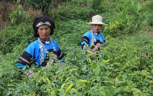 Mường Khương: Cao Sơn nỗ lực giảm nghèo - Ảnh 2.