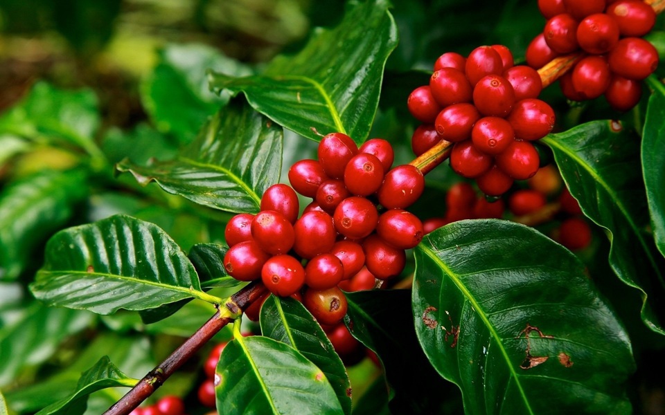 Giá cà phê đồng loạt tăng tại các địa phương trong tuần qua
