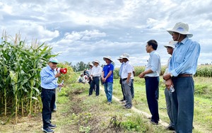 Việt Nam phải bỏ hàng tỷ USD để nhập khẩu ngô, mua nhiều nhất của nước nào? - Ảnh 3.