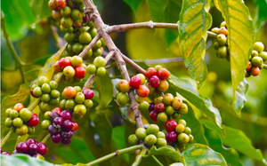 Giá Robusta lập đỉnh lịch sử mới, còn Arabica đạt mức cao nhất 2,5 tháng - Ảnh 6.