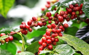 Giá Robusta lập đỉnh lịch sử mới, còn Arabica đạt mức cao nhất 2,5 tháng - Ảnh 5.