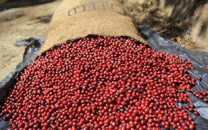 Giá Robusta lập đỉnh lịch sử mới, còn Arabica đạt mức cao nhất 2,5 tháng - Ảnh 4.