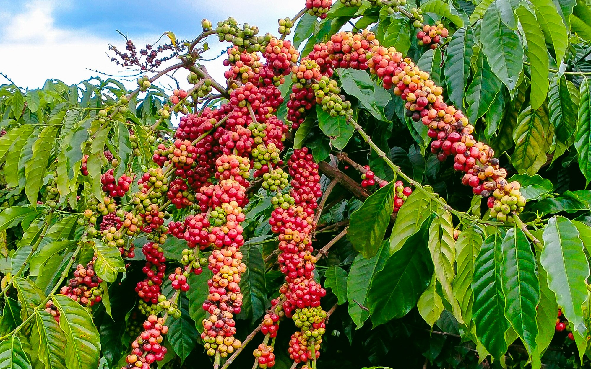 Giá cà phê giảm đồng loạt hôm nay, Lâm Đồng ghi nhận giá thấp nhất Tây Nguyên - Ảnh 5.