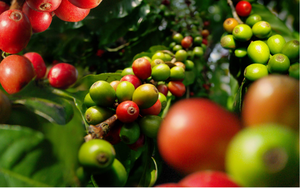 Robusta thế giới tiếp nối đà tăng, cao nhất gần 16 năm, cà phê trong nước đồng loạt đi lên - Ảnh 4.