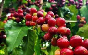 Robusta bật tăng mạnh, lợi thế lớn cho cà phê Việt Nam - Ảnh 6.