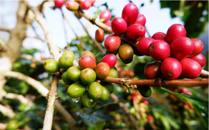 Robusta bật tăng mạnh, lợi thế lớn cho cà phê Việt Nam - Ảnh 5.