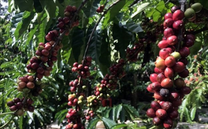 Robusta bật tăng mạnh, lợi thế lớn cho cà phê Việt Nam - Ảnh 4.