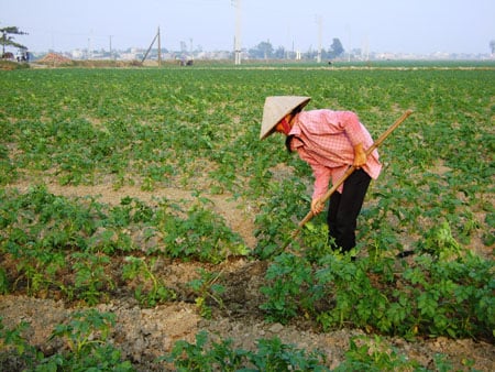 Khoai tây vụ đông: Lãi gấp 3 lần trồng lúa, vẫn thấp thỏm