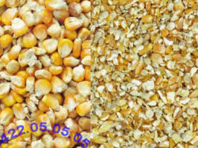 Giá ngô và lúa mỳ tăng, giá đậu tương giảm