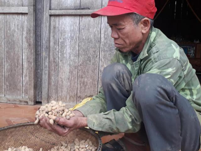 Bí thư Quảng Bình chỉ đạo kiểm tra, xử lý vụ hỗ trợ lạc giống kém chất lượng