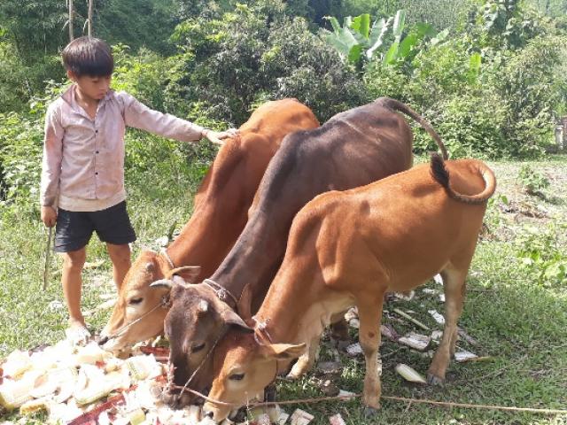 Mường Khoa (Sơn La): Dân giàu lên thì nông thôn mới sẽ bền