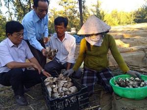 Đầu xuân năm mới, nông dân Quảng Ngãi sôi nổi làm ăn