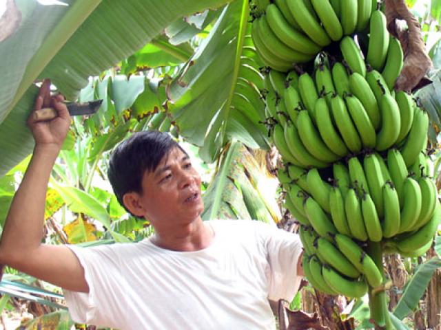&quot;Đại gia&quot; ô tô đi xuất khẩu chuối: Hấp dẫn nhưng không dễ