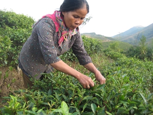 Hội Nông dân Lai Châu: Hỗ trợ nông dân tiêu thụ nông sản