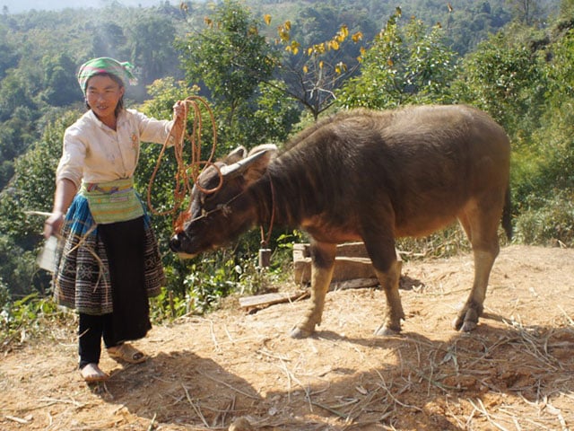 Chăn nuôi tập trung, nhiều hộ thoát nghèo