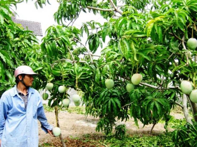 Khánh Hòa: Công nhận thương hiệu cho 3 giống xoài Cam Lâm