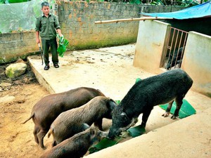 Vẫn đắt hàng, được giá nhờ nuôi lợn rừng lai, lợn đen bản địa