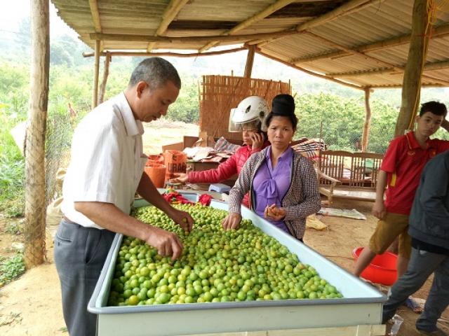 Mùa mận chín, Chiềng Cọ thêm nhiều triệu phú nông dân